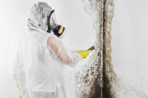 Certified Mold Removal in Noyack, NY