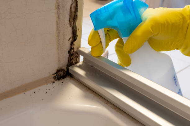 Mold Removal and Inspection in Noyack, NY