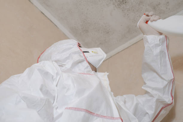 Mold Removal Process in Noyack, NY