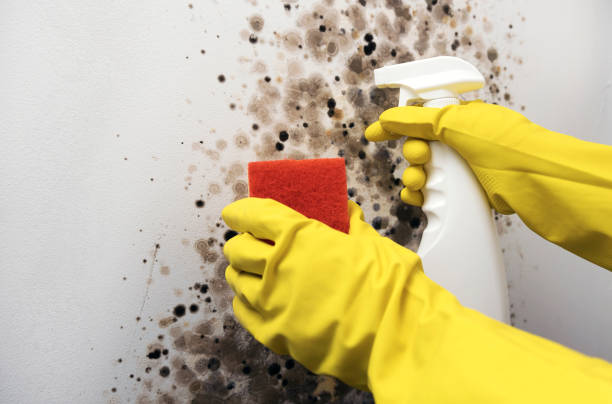 Best Attic Mold Removal  in Noyack, NY