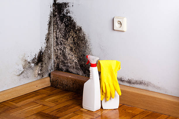 Mold Removal and Inspection in Noyack, NY